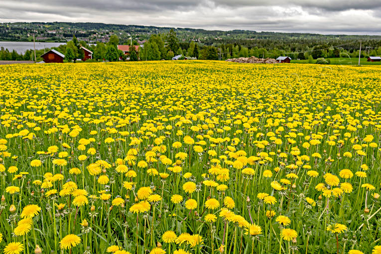 dandelion meadow, dandelions, flowers, Jamtland, landscapes, meadowland, nature, season, seasons, sommaräng, summer, yellow, yellow