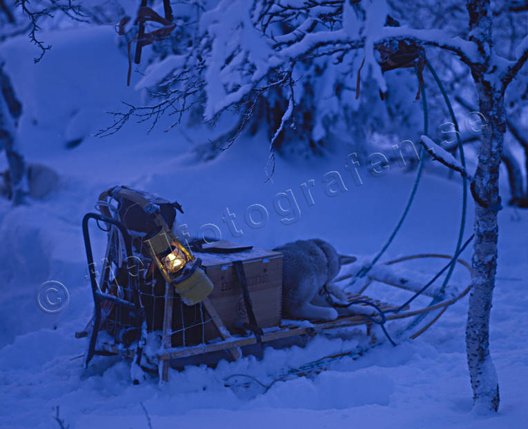 alpine landscape, animals, biking, evening, evening light, fresh snow, husky, Jamtland, landscapes, lykta, mammals, mountain, mountain nature, outback life, outdoor life, rest, season, seasons, siberian husky, sledge, sledge dog, sledge trip, stormlykta