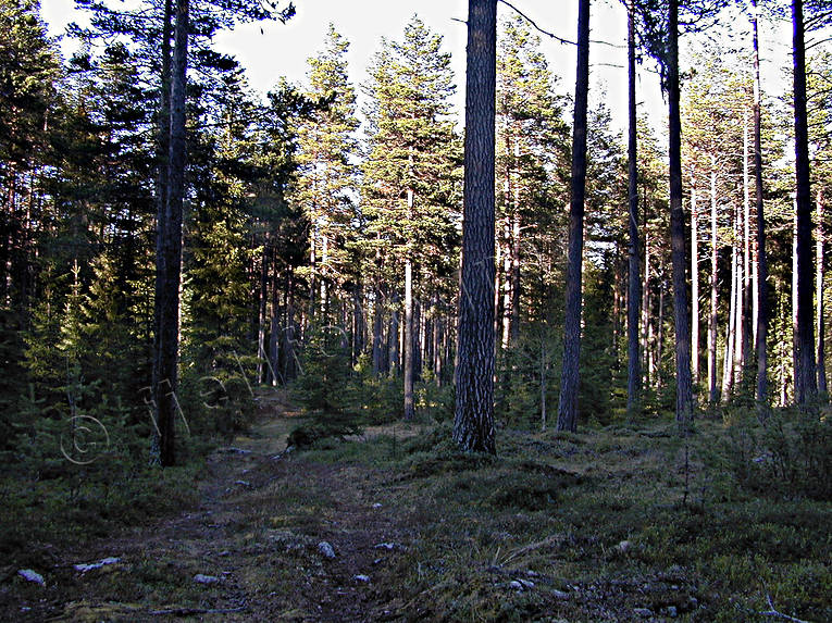 biotope, biotopes, forest land, forests, nature, pine, pine forest, pine forest, pines, woodland