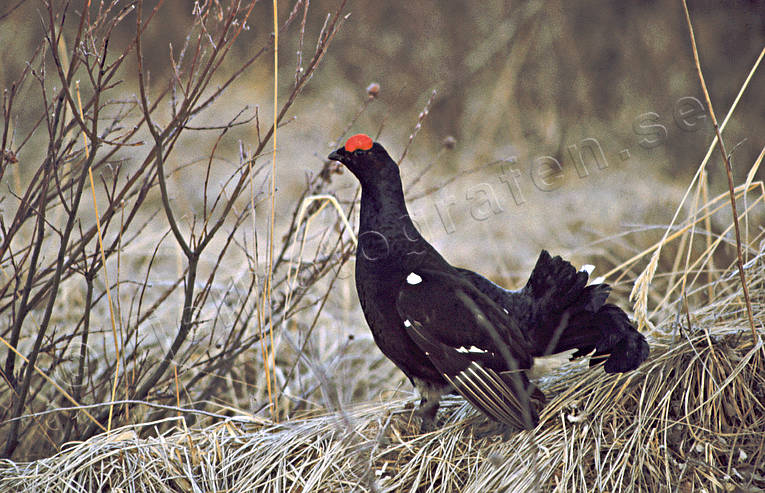 animals, bird, birds, black grouse, blackcock, cock, forest bird, forest poultry, game, play