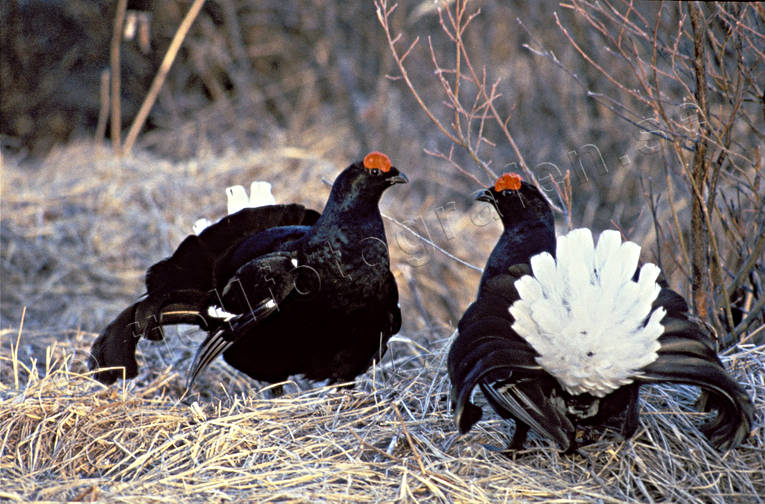 animals, birds, black grouse, black grouses, blackcocks, cocks, dancing black grouses, forest bird, forest poultry