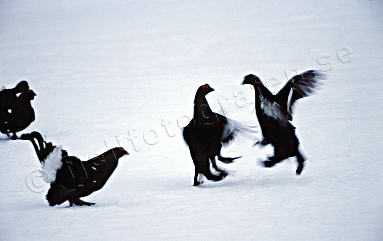 animals, birds, black grouse, blackcock, blackcocks, cock, cocks, dancing black grouses, forest bird, forest poultry, play