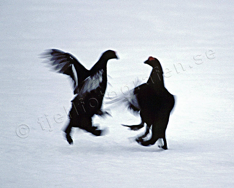 animals, birds, black grouse, blackcock, cock, cocks, dancing black grouses, forest bird, forest poultry, play