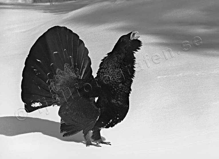 animals, birds, black-and-white, capercaillie, capercaillie cock, capercaillie hunt, forest bird, forest poultry