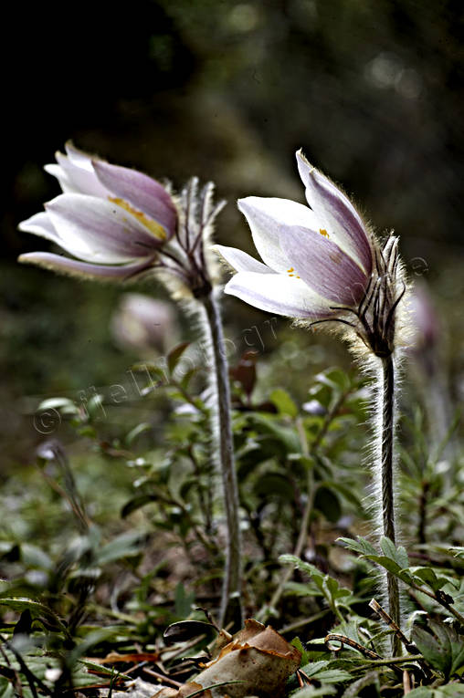 biotope, biotopes, flower, flowers, Herjedalen, landscape flower, landscape flowers, nature, plants, herbs, pulsatilla vernalis, spring pasque flower, woodland