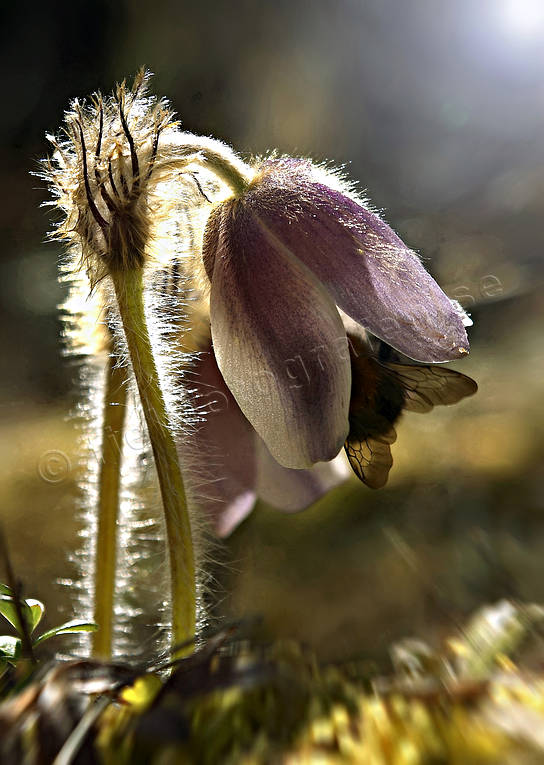 alpine flowers, backlight, flowers, Herjedalen, landscape flower, landscape flowers, nature, plants, herbs, spring pasque flower, woodland