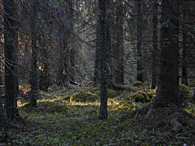 abies, biotope, biotopes, elfin, fairy tale forest, forest land, forests, nature, spruce forest, woodland