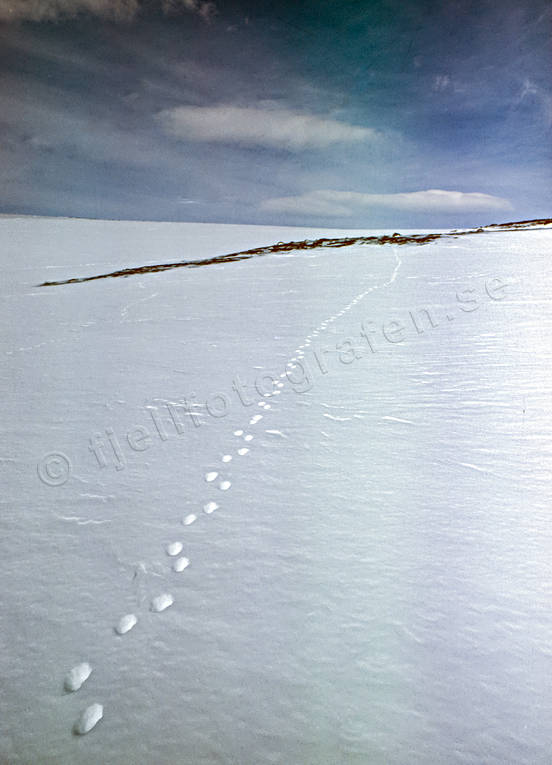 animals, arctic fox, mammals, spårecken, tracks, winter