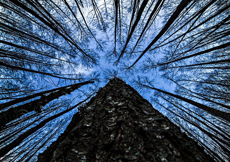grodperspektiv, nature, perspective, sky, tree, tree trunks, trunks, woodland