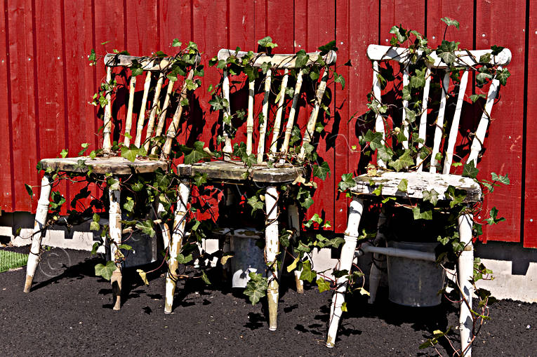 Bohuslän, environment, greenery, nature, plants, herbs, seasons, stol, stolar, summer, windsor chair