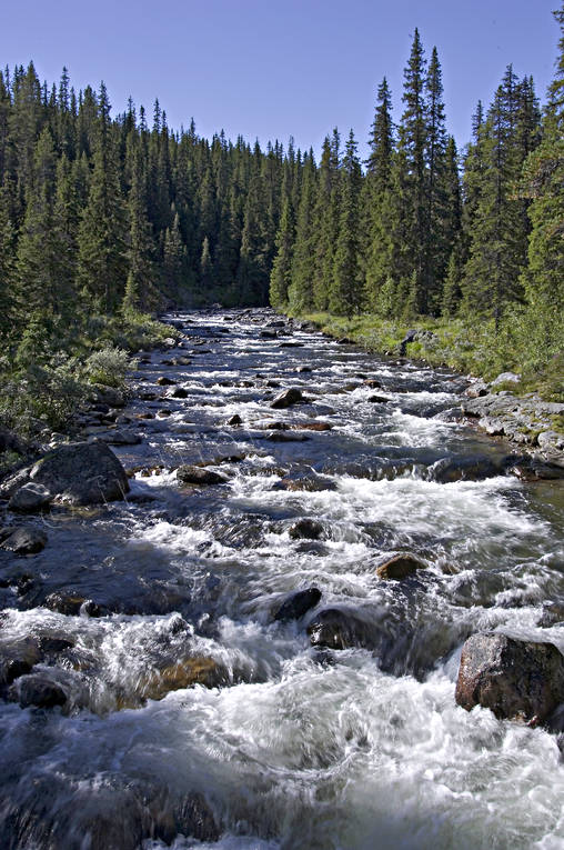 creeks, fishing spots, forest land, forest river, fresh, Hglekardalen, Jamtland, nature, Storn, stream, vatten, woodland