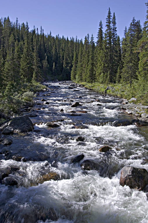 creeks, fishing spots, forest land, forest river, fresh, Höglekardalen, Jamtland, nature, Storån, stream, vatten, woodland
