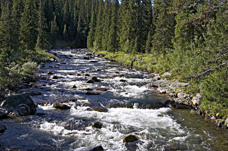 creeks, fishing spots, forest land, forest river, fresh, Höglekardalen, Jamtland, nature, Storån, stream, vatten, woodland