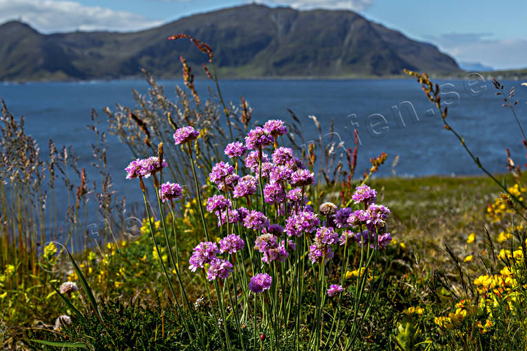 Armeria maritima, beach, biotope, biotopes, flourishing, flower, flowers, landscapes, Lunde, meadowland, nature, Norway, plant, plants, herbs, sea, sea, sea-shore, strandtrift, summer, thrift, äng