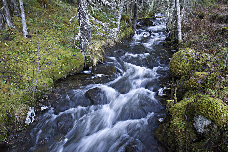 autumn, forest runlet, forest stream, forest creek, nature, rofylldhet, season, seasons, streaming, vatten, woodland