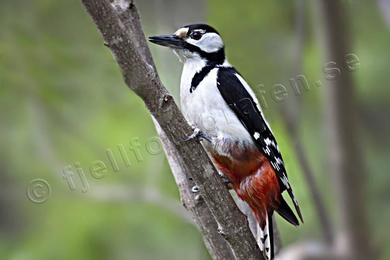 animals, bird, birds, little bird, passeriform, passeriformes, strre hackspett, ttingar, woodpecker, woodpeckers