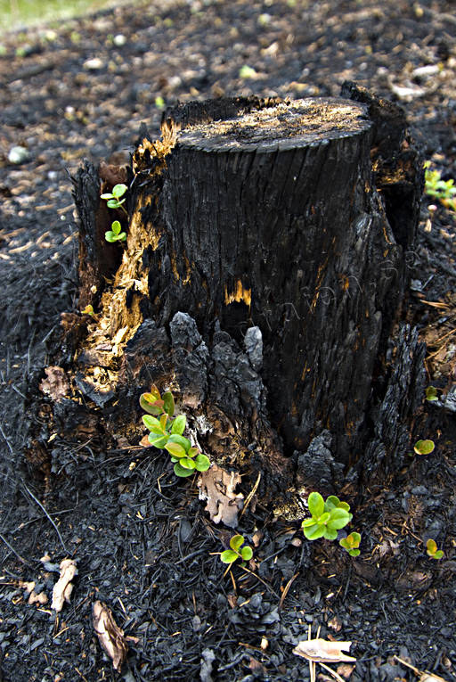 burnt, burnt, cowberry sprigs, environment, fire, forest fire, forest land, forestry, nature, regrowth, stub, snag, stump, woodland, work