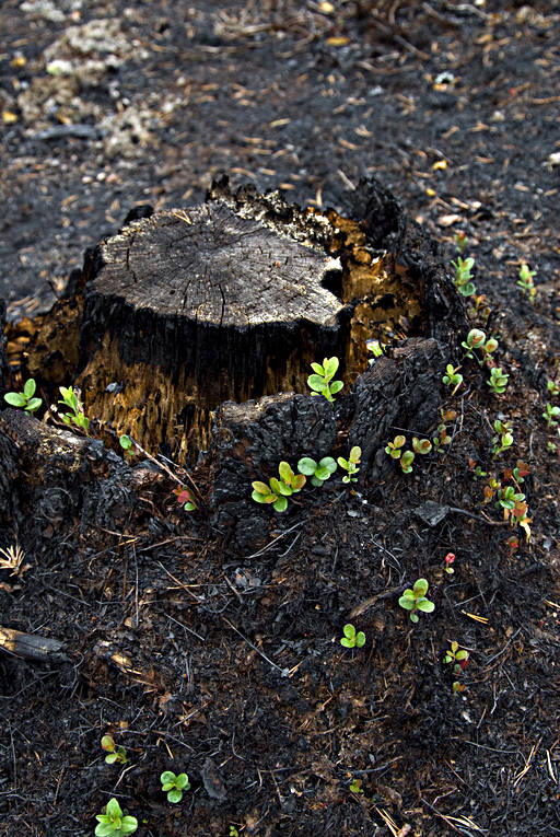 burnt, burnt, cowberry sprigs, environment, fire, forest fire, forest land, forestry, nature, regrowth, stub, snag, stump, woodland, work