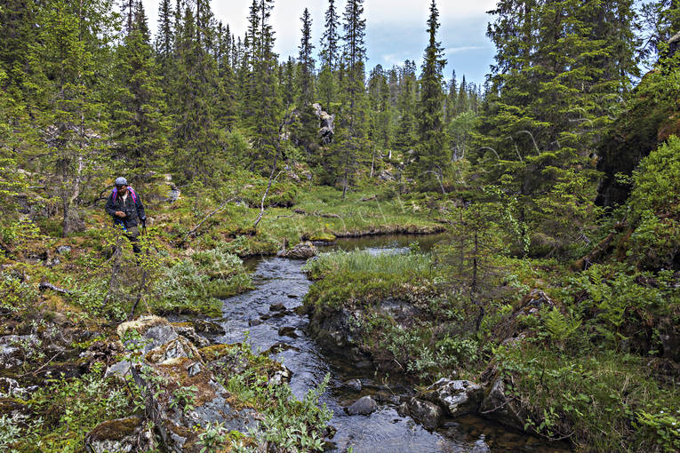 biotope, biotopes, canyon, creek, Jamtland, landscapes, lichens, moss, mossor, nature, naturreservat, reservat, Skalstugan, softwood forest, Styggdalen, summer, vatten, virgin forest, wildwood, watercourse, woodland