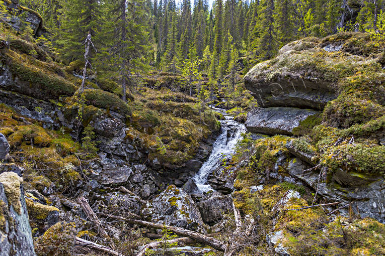 biotope, biotopes, canyon, creek, Jamtland, landscapes, lichens, moss, mossor, nature, naturreservat, reservat, softwood forest, Styggdalen, summer, vatten, virgin forest, wildwood, watercourse, woodland