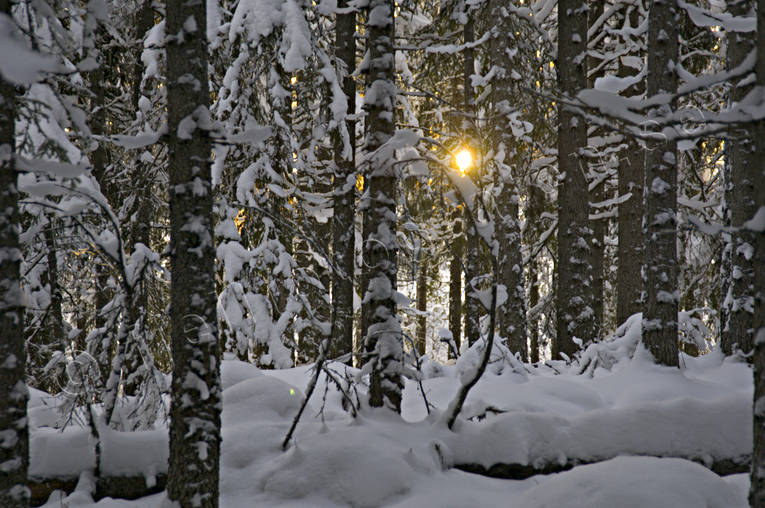 ambience, ambience pictures, atmosphere, backlight, christmas ambience, season, seasons, snow, spruce forest, sun, winter, woodland