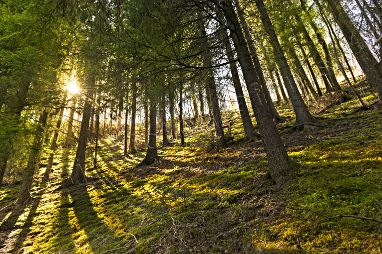 nature, spruce, summer, sunrays, tree, woodland