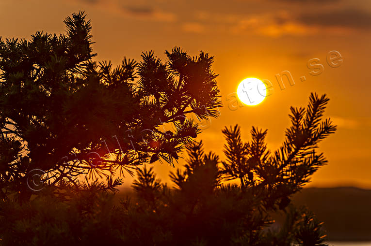 nature, needles, orange, pine-needle, sunset, woodland