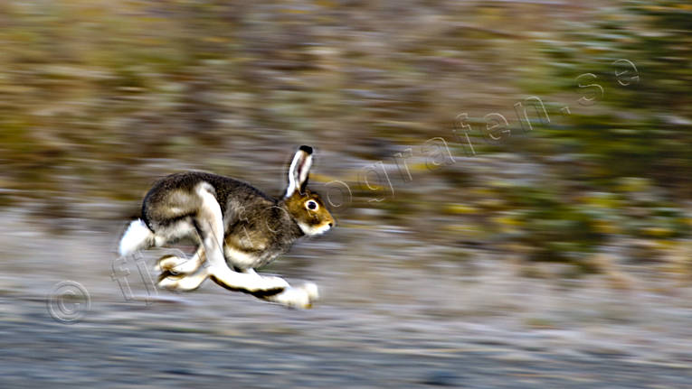 animals, hardrev, hare, hare hunting, hopping, lolloping, hunting, mammals, mountain hare, runs, skubbar, vgskubbare