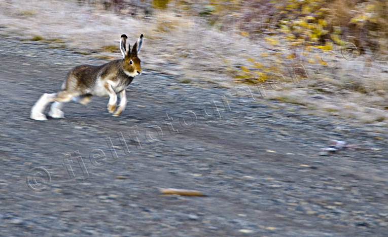 animals, hardrev, hare, hare hunting, hopping, lolloping, hunting, mammals, mountain hare, runs, skubbar, vägskubbare