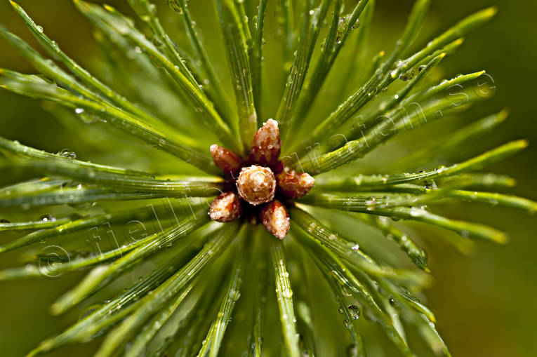 green, knopp, nature, pine limb, pine branch, pine-needle, plants, herbs, woodland