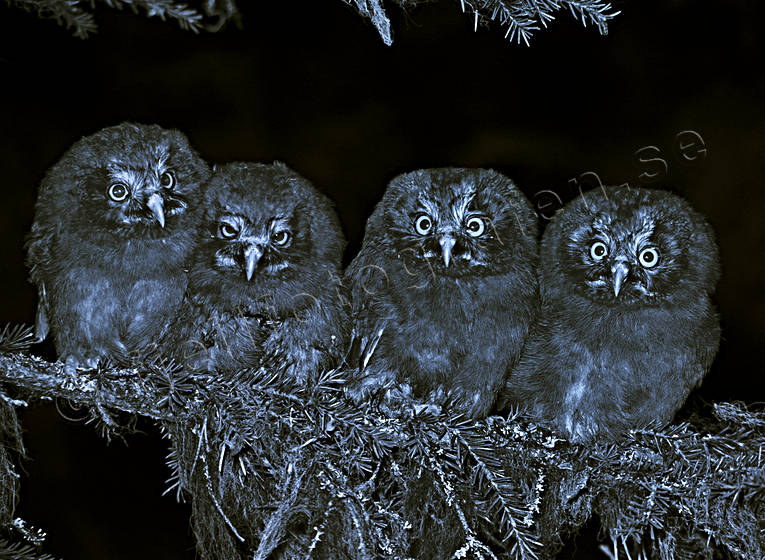 animals, bird, bird of prey, birds, black-and-white, company, kids, night, owl, owlets, owls, raptors, tengmalm, tengmalm kid, tengmalm kids, tengmalms