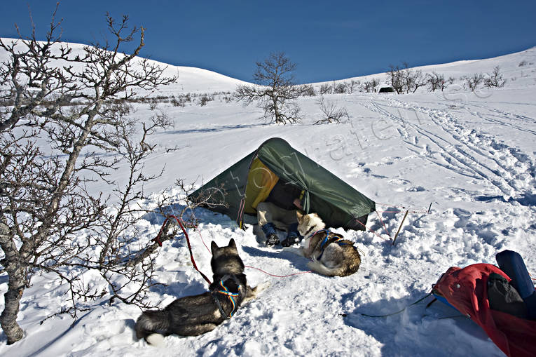 mountain, mountains, national park, national parks, ski touring, sled dog, sled dogs, Sododalen, Sonfjället, tent camp, winter, äventyr