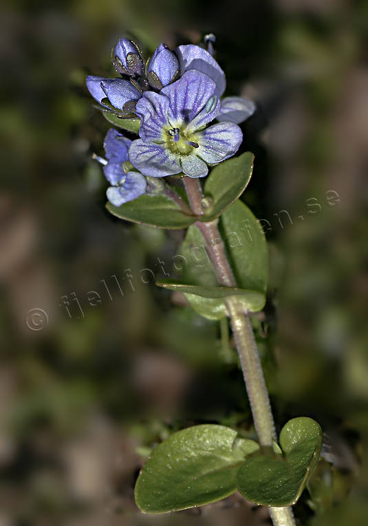 alpine flower, alpine flowers, biotope, biotopes, flowers, mountain, mountains, nature, plants, herbs, thyme-leaved speedwell