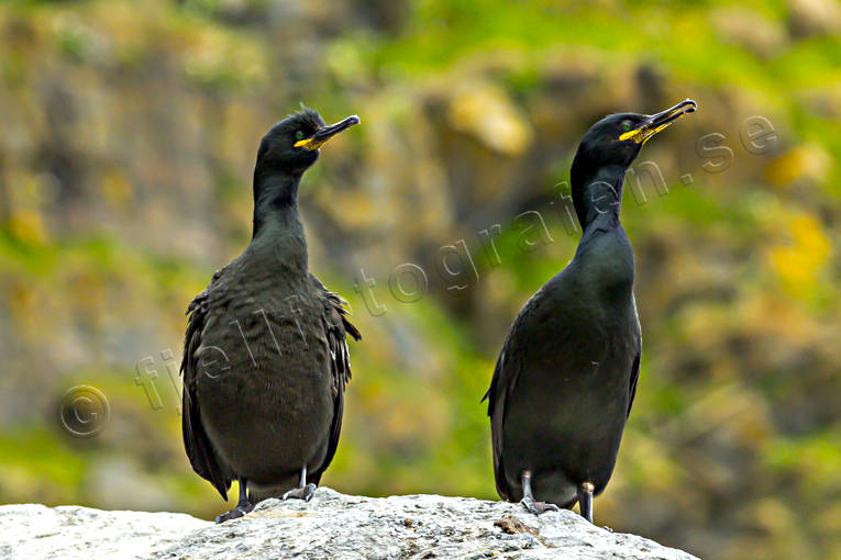 animals, bird, birds, cormorant, European Shag, Phalacrocorax aristotelis, sea bird, sea birds, toppskarv