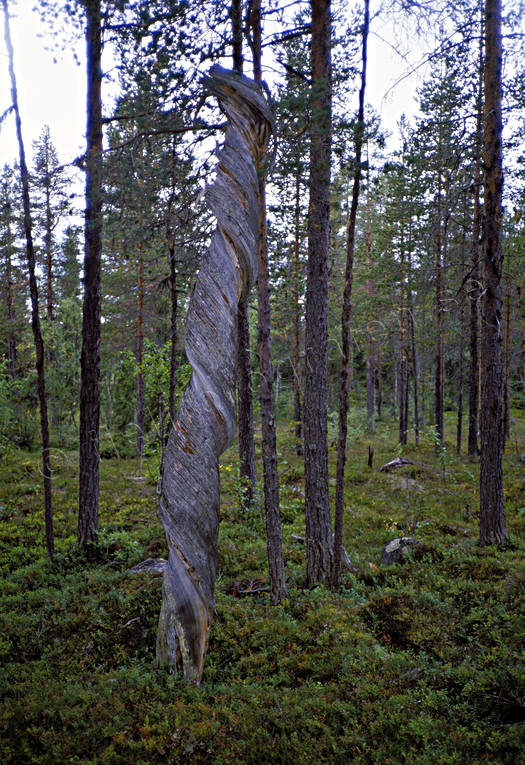 biotope, biotopes, dead tree, dry stub, forest land, forests, nature, stub, snag, stump, virgin forest, wildwood, woodland