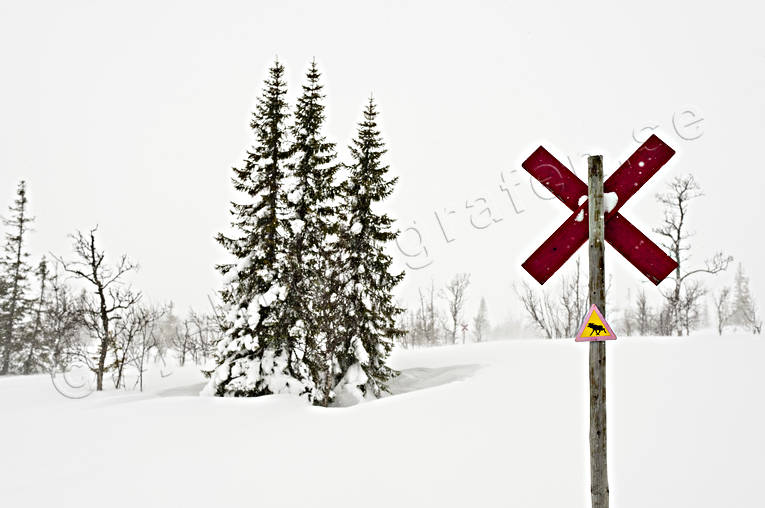 outdoor life, ski touring, skier, skiing, sport, track cross, winter, ventyr