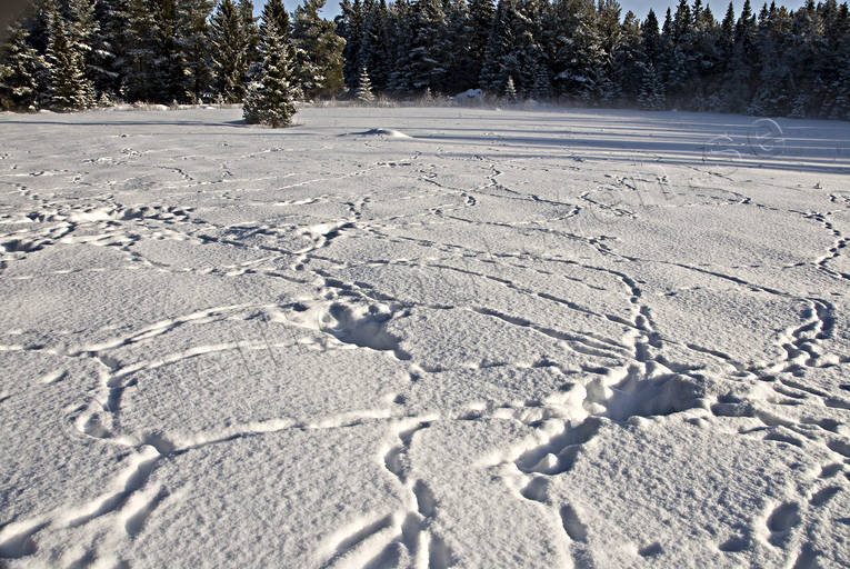 animals, fox, fox's traces, mammals, mid-winter, predator, predators, red fox, snow, snow tracks, tracks, vole, vole hunting, winter