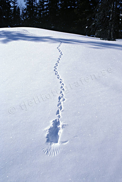 animals, birds, mountain forest, ptarmigan, snow, tracks, white grouse traces, willow grouse