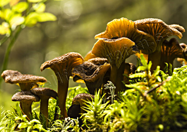autumn, fungus, mushroom, mushrooms, nature, seasons, svampplockning, trattkantarell, trattkantareller, woodland