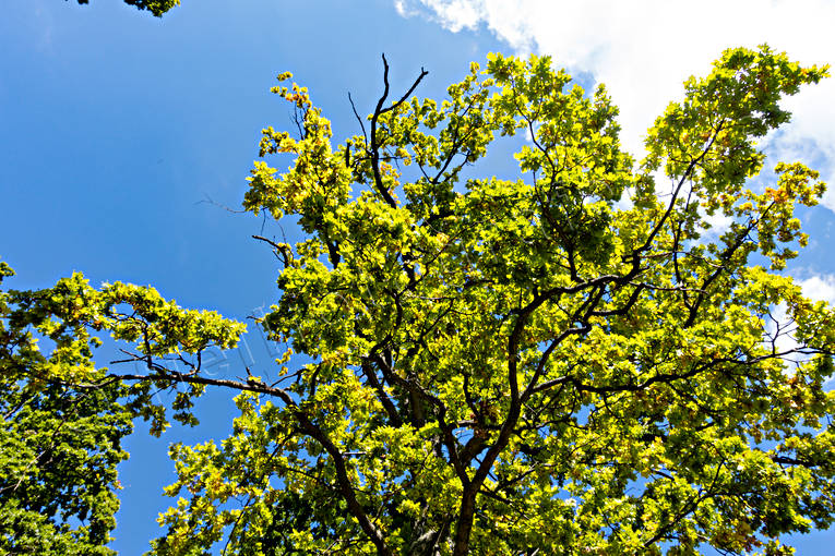 ekskog, foliage, leafage, nature, oak, tree, trdkrona, Visings, woodland