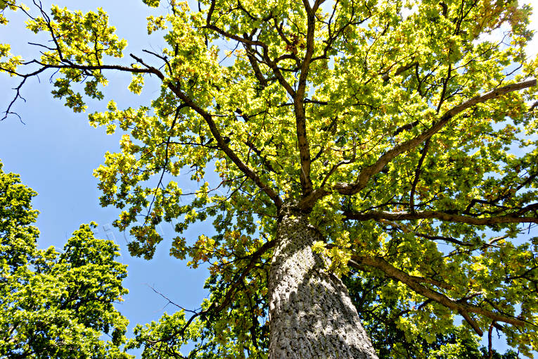 ekskog, foliage, leafage, nature, oak, tree, trdkrona, Visings, woodland