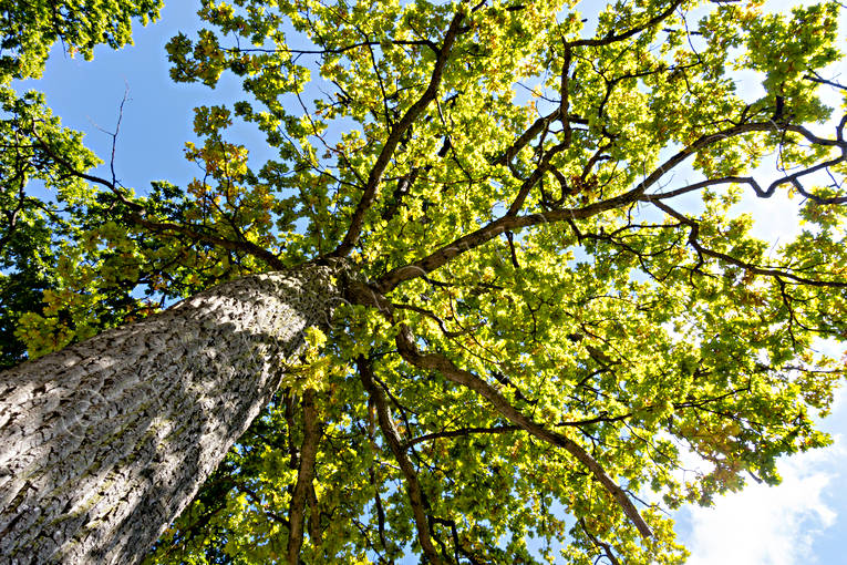 ekskog, foliage, leafage, nature, oak, tree, trdkrona, Visings, woodland