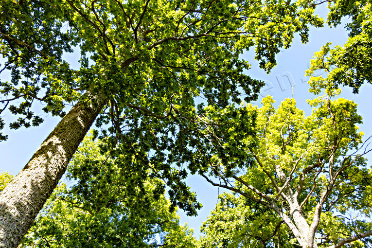 ekskog, foliage, leafage, nature, oak, tree, trdkrona, Visings, woodland