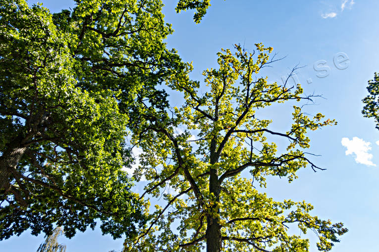 ekskog, foliage, leafage, nature, oak, tree, trdkrona, Visings, woodland