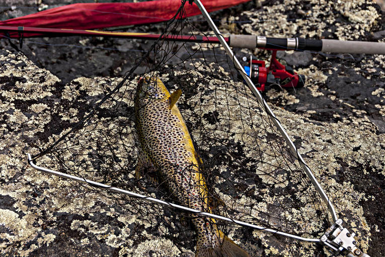 angling, angling, fjällöring, mountain fishing, trout, trout fishing