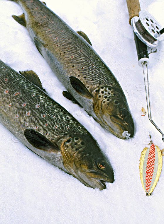 angling, fish, fishing, Friningen, ice fishing, ice fishing, ice fishing rod, trout