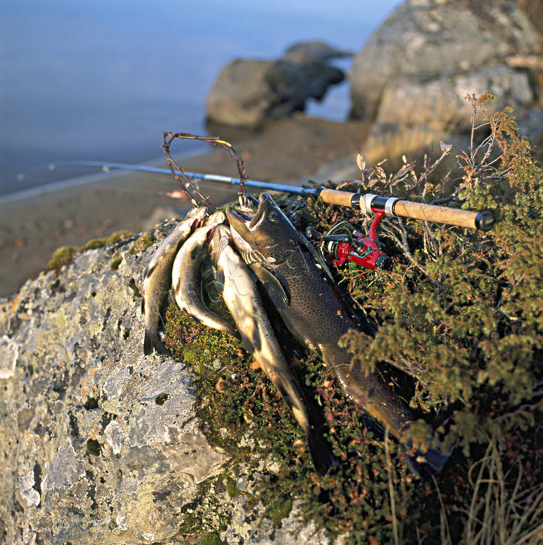 angling, casting rod, fish, fishing, Hana lake, reel, reel fishing, reel fishing rod, spin fishing, spinning, trout