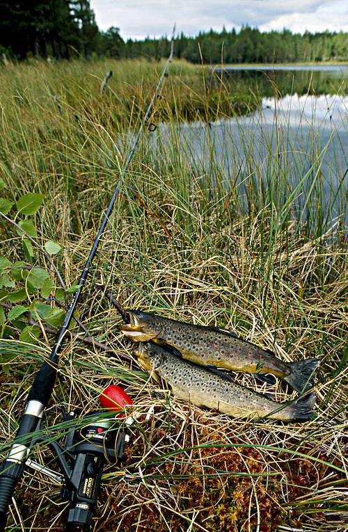 angling, angling, casting rod, fishing, Grevetjarn, Lidsjo, to angle, trout