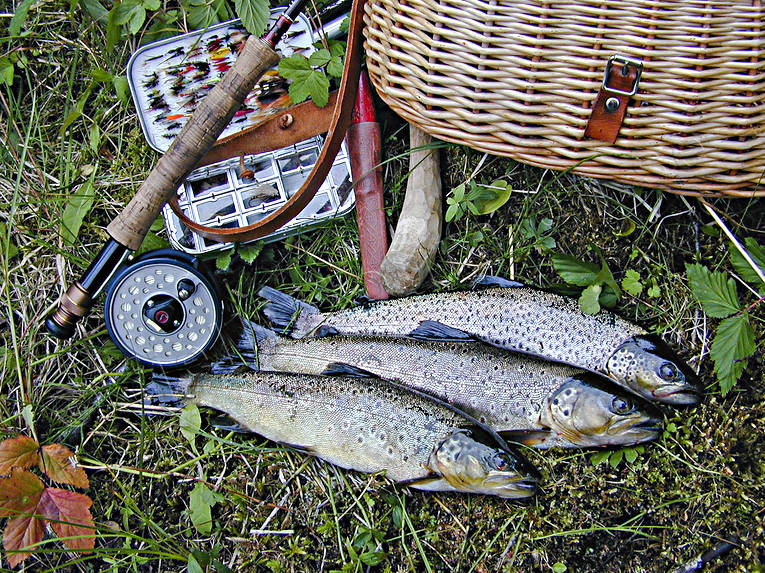 angling, fish, fishing, flyfishing, trout, trouts