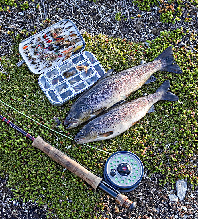 angling, fishing, fly, fly rod, flyfishing, trouts